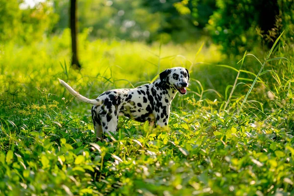 Dalmatský Pes Stojí Malé Trávě Keři Teplým Světlem Dívá Kameru — Stock fotografie