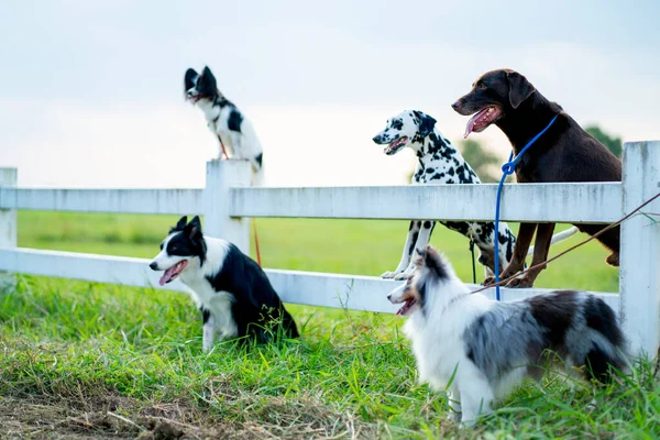 Вид Збоку Групи Собак Різного Типу Стоїть Біля Садового Паркану — стокове фото