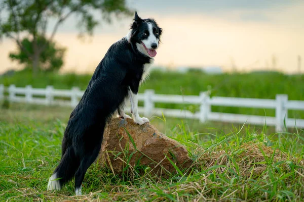 庭のフェンスの前の岩の上にはボーダーコリーズ犬が立っており それはカメラを見て 夕方には暖かい光で幸せに見えます — ストック写真