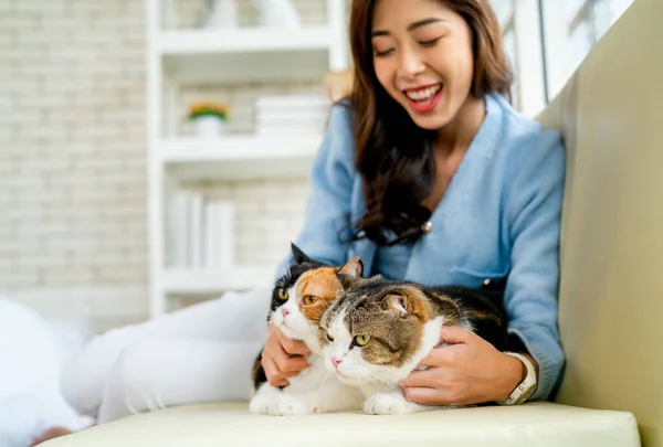 Närbild Visa Två Härliga Katter Roliga Spelas Vackra Asiatiska Kvinna — Stockfoto