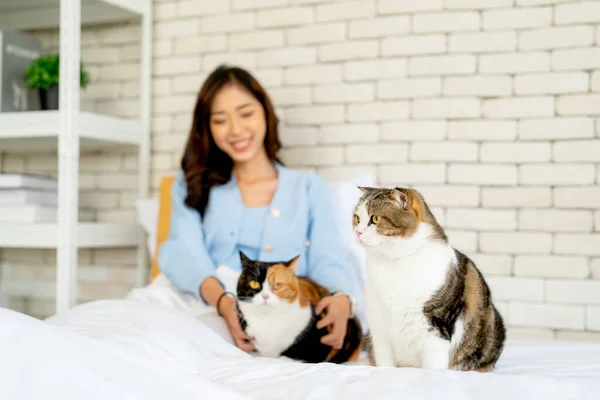 스러운 고양이 침실에서 고양이와 아시아 여성의 관계와 사이의 유대를 생각하며 — 스톡 사진