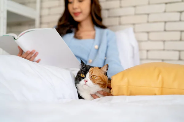 스러운 티르가 고양이가 침대에 베개를 있으면 침실에 것처럼 보인다 — 스톡 사진