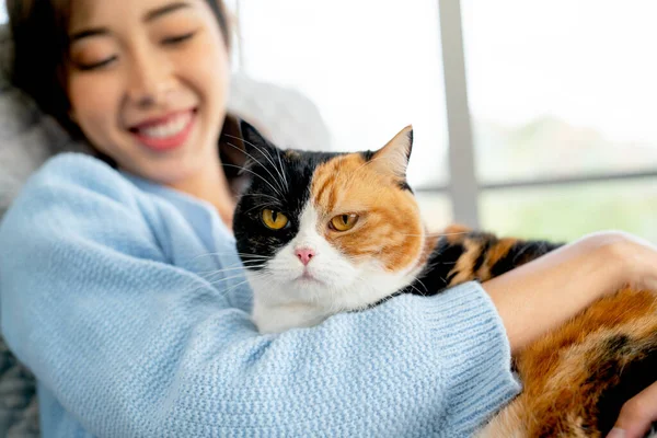 문화적 스러운 고양이는 거실의 소파에 주인의 가슴에 있습니다 관계와 사이의 — 스톡 사진
