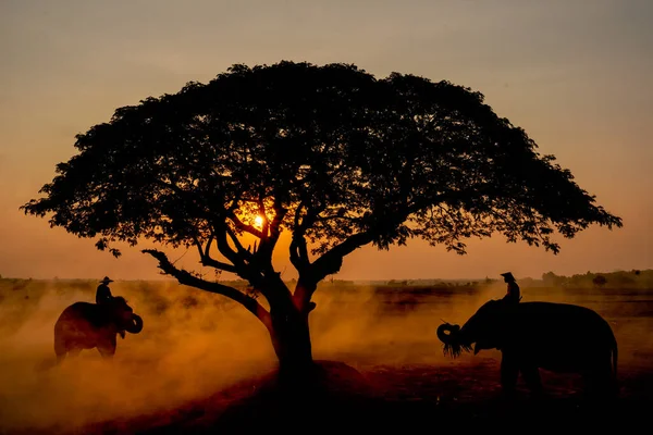 Two elephants with mahout stand near beautiful big tree in rice field with sunrise and mist in concept of relationship between human and animal in Asian country.