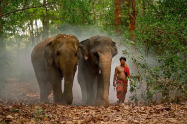 Bir mahout adamı, iki fille birlikte iş çıkışı ormanda yürür. İnsan ve vahşi hayvan arasındaki ilişki kavramına göre..