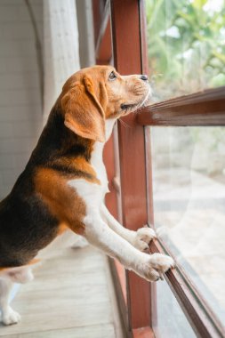 Beagle köpeğinin dikey duruşu ve cam pencereye doğru eğilmesi de evin dışına bakıyor..
