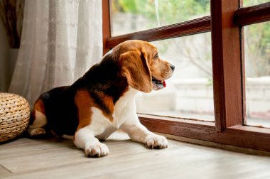 Bir av köpeği, camların önünde ya da kapıda gün ışığı ve köpekle rahatça oturur ve dışarı bakar..