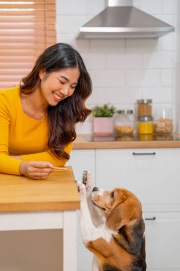 Genç Asyalı kızın dikey görüntüsü köpeğine şeker veriyor ve köpeğiyle oynuyor. Köpeği ayakta durup mutfakta şeker yemeye çalışıyor..