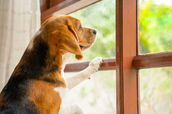 Av köpeği standını kapat ve cam pencereye yaslan ayrıca evin dışına da bak..