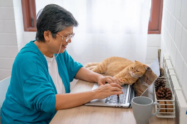 Asian senior woman use laptop to work and orange cat lie near her and she also enjoy to pet with care and love to her cat in the house.