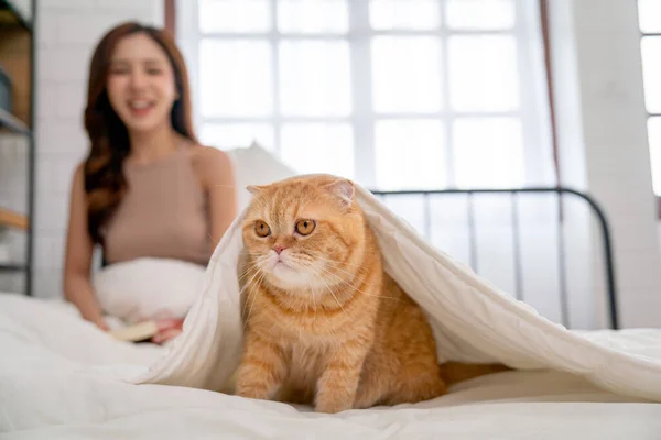 오렌지 고양이가 침대에 담요를 웃으며 뒤에서 — 스톡 사진