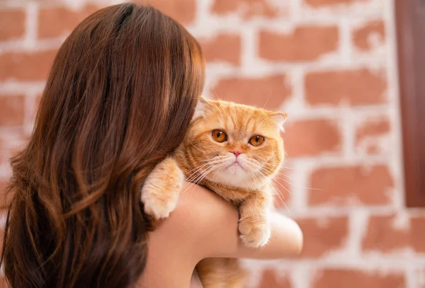 고양이의 어깨를 주황색 고양이의 얼굴을 클로즈업하고 카메라를 — 스톡 사진