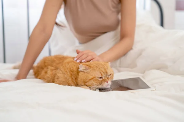 Close up orange cat lie on tablet that put on bed and cat owner also pat the cat to make it relax and happy to sleep.