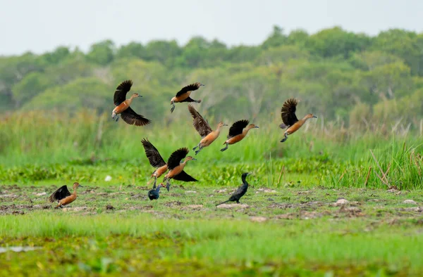 一群吹口哨的鸭在池塘或防水堤附近的草地上飞来飞去 — 图库照片