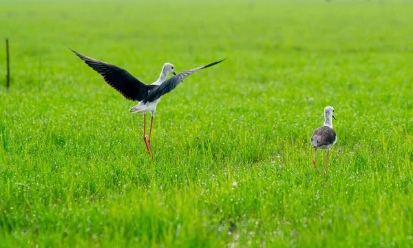 在泰国南部地区的草地上 一只黑翼立着 展开翅膀 在其他鸟类附近飞翔 — 图库照片