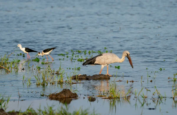 Abierto Cigüeña Pájaro Caminar Área Reservior Para Buscar Comida Cerca —  Fotos de Stock