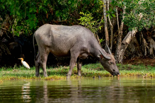Stor Buffel Står Nära Flodstranden För Att Dricka Vatten Från — Stockfoto
