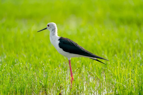 在泰国南部地区 一只黑翼立在沼泽地和草地上的高脚鸟在水里觅食 — 图库照片