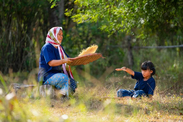 Senior Asian woman work with winnow rice using basketry and little girl stay beside and also work with rice.