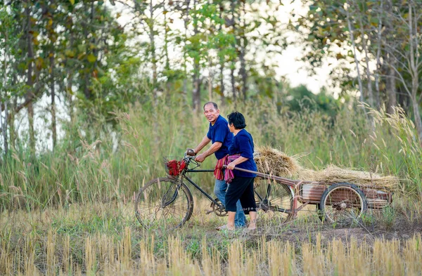 Senior man and woman wear traditional Thailand clothes walk together in rice field with man use bicycle and woman pull trolley to carry rice to their home with soft light in evening.