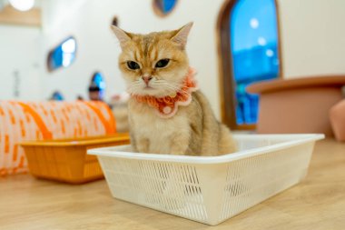 Sevimli kedi sepette kalıp evde rahatlamak ister..