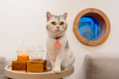 Güzel gri beyaz kedi içki bardağının yanındaki masaya oturur ve arkadaki cam pencereye odaklanır ve bir şeye odaklanır gibi görünür..