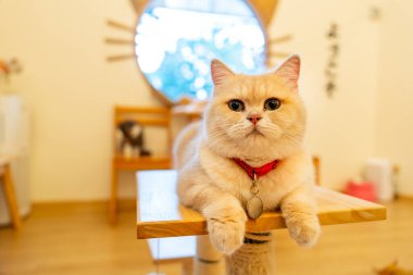 Açık kahverengi renkli ve yumuşak kürklü kedi masaya uzan ve kameraya bak evdeki cam pencerenin önünde rahat pozisyonda..