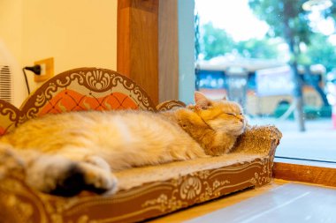 Turuncu kedi evde cam pencerenin yanındaki kedi yatağında uyur ve dinlenir ve işten sonra dinlenir..