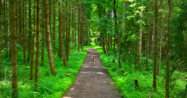 Female Walking Beautiful Vibrant Forest Nature Environment Landscape Background — 비디오