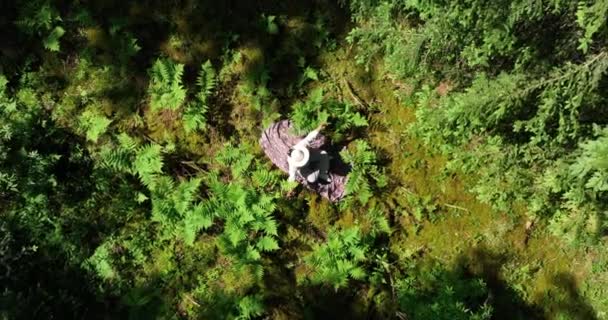 Csinál Jóga Gyönyörű Élénk Erdő Természet Környezet Táj Háttér — Stock videók