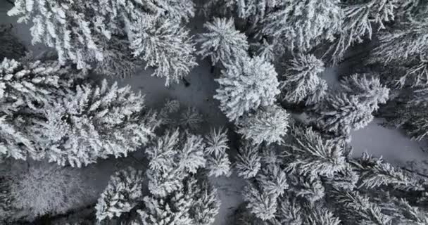 Vista Aérea Los Árboles Forestales Cubiertos Nieve Hermoso País Las — Vídeo de stock