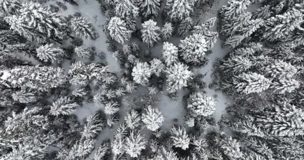 Luftaufnahme Von Schneebedeckten Waldbäumen Wunderschönen Winterwunderland Weihnachten Dezember — Stockvideo