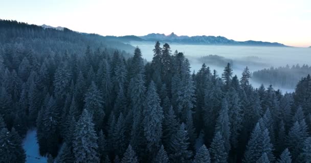 Vista Aérea Árvores Floresta Cobertas Neve Belas Maravilhas Inverno Feriado — Vídeo de Stock