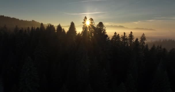 Vue Aérienne Des Arbres Forestiers Couverts Neige Dans Beau Pays — Video