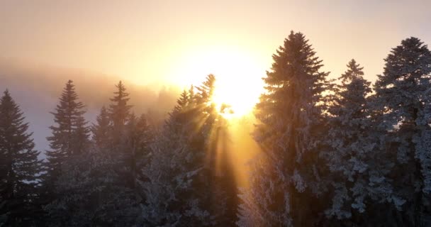 Letecký Pohled Zasněžené Lesní Stromy Krásné Zimní Říši Divů Prosinec — Stock video