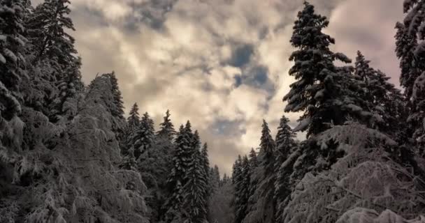 Vista Aérea Los Árboles Forestales Cubiertos Nieve Hermoso País Las — Vídeos de Stock