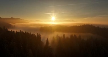 Aralık Noel tatilinde Güzel Kış Harikalar Diyarı 'ndaki Kar Kapaklı Orman Ağaçlarının Hava Manzarası