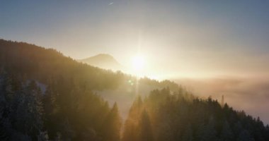 Aralık Noel tatilinde Güzel Kış Harikalar Diyarı 'ndaki Kar Kapaklı Orman Ağaçlarının Hava Manzarası