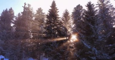 Aralık Noel tatilinde Güzel Kış Harikalar Diyarı 'ndaki Kar Kapaklı Orman Ağaçlarının Hava Manzarası