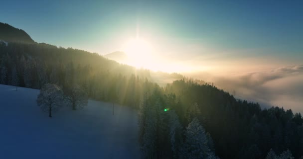 Aerial View Snow Capped Forest Trees Beautiful Winter Wonderland Decemberben — Stock videók