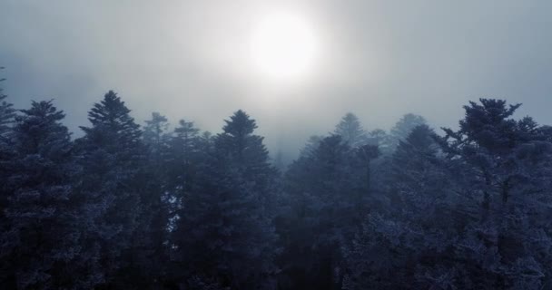 Вид Воздуха Заснеженные Леса Красивой Зимней Стране Чудес Декабре Рождество — стоковое видео