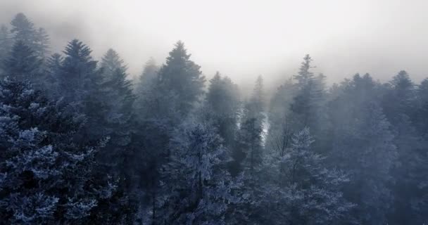 Вид Повітря Вкриті Снігом Ліси Прекрасній Зимовій Країні Різдво — стокове відео
