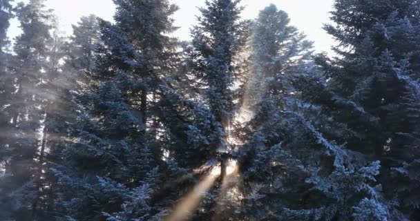 Luchtfoto Van Besneeuwde Woudbomen Het Prachtige Winterwonderland December Kerstvakantie — Stockvideo