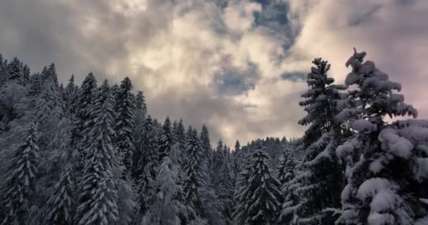 Vista Aérea Los Árboles Forestales Cubiertos Nieve Hermoso País Las — Vídeos de Stock