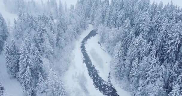 12月圣诞佳节 美丽的冬季仙境中被雪覆盖的森林树木的空中景观 — 图库视频影像