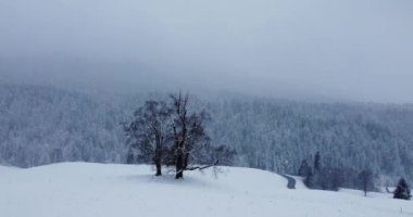 Aralık Noel tatilinde Güzel Kış Harikalar Diyarı 'ndaki Kar Kapaklı Orman Ağaçlarının Hava Manzarası