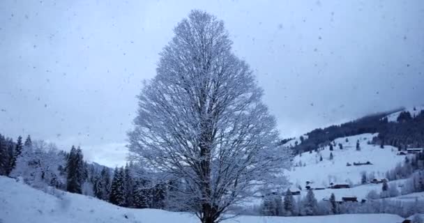Luftaufnahme Von Schneebedeckten Waldbäumen Wunderschönen Winterwunderland Weihnachten Dezember — Stockvideo