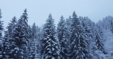 Aralık Noel tatilinde Güzel Kış Harikalar Diyarı 'ndaki Kar Kapaklı Orman Ağaçlarının Hava Manzarası