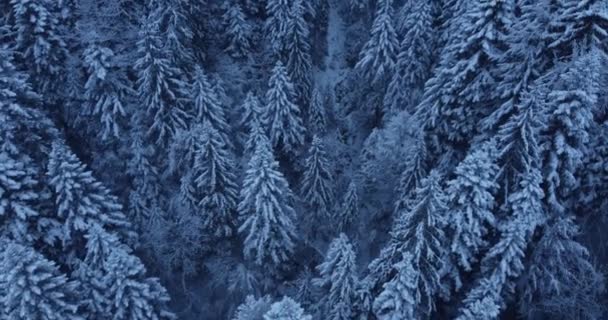 Вид Воздуха Заснеженные Леса Красивой Зимней Стране Чудес Декабре Рождество — стоковое видео