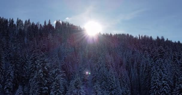 Letecký Pohled Zasněžené Lesní Stromy Krásné Zimní Říši Divů Prosinec — Stock video